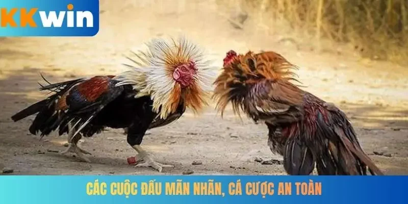 Các cuộc đấu mãn nhãn, cá cược an toàn