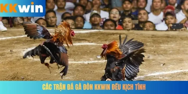 Các trận đá gà đòn KKWIN đều kịch tính