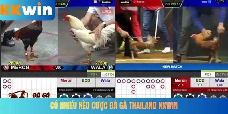 Có nhiều kèo cược đá gà Thailand KKWIN