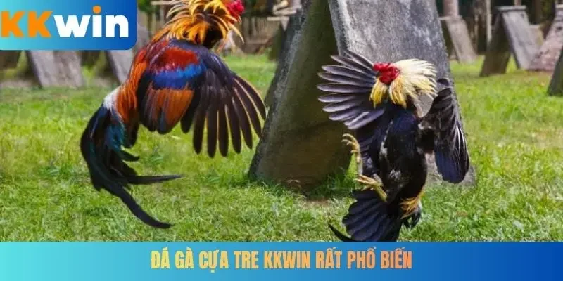 Đá gà cựa tre KKWIN rất phổ biến
