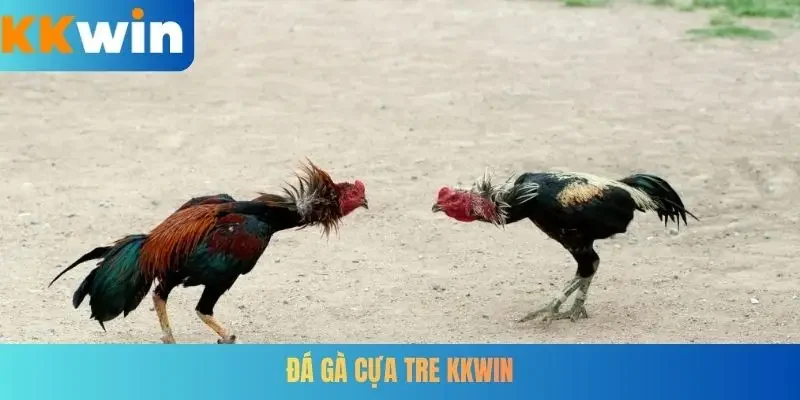 Đá gà cựa tre KKWIN