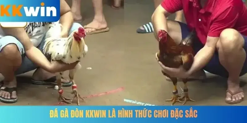 Đá gà đòn KKWIN là hình thức chơi đặc sắc