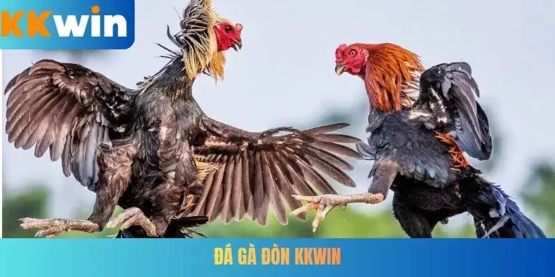 Đá gà đòn KKWIN