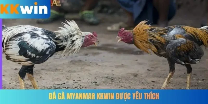 Đá gà Myanmar KKWIN được yêu thích