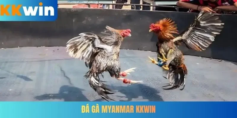 Đá gà Myanmar KKWIN