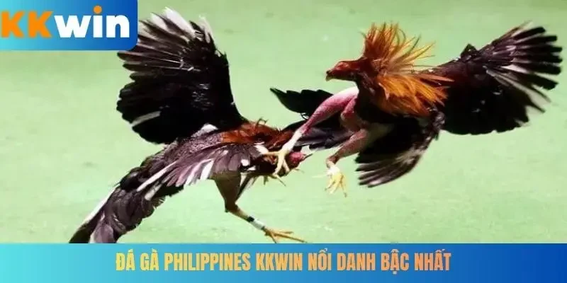 Đá gà Philippines KKWIN nổi danh bậc nhất
