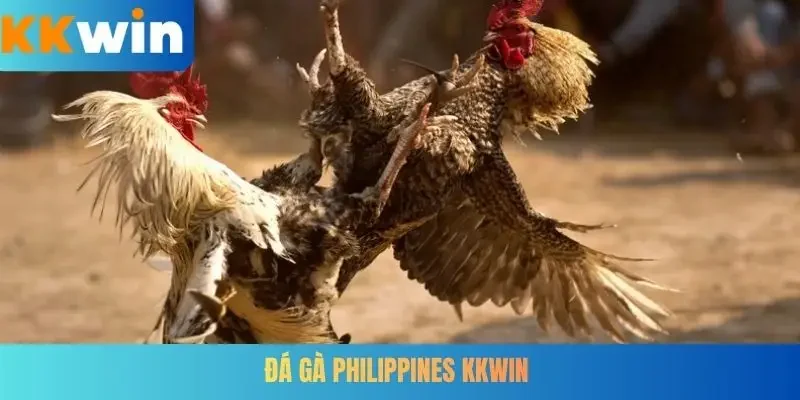 Đá gà Philippines KKWIN