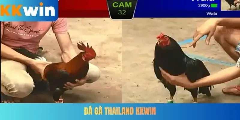 Đá gà Thailand KKWIN