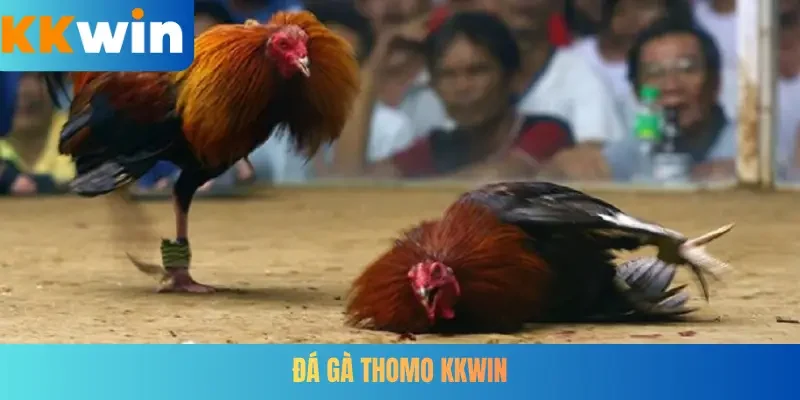 Đá gà Thomo KKWIN
