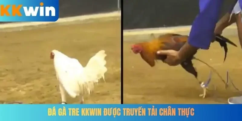 Đá gà tre KKWIN được truyền tải chân thực