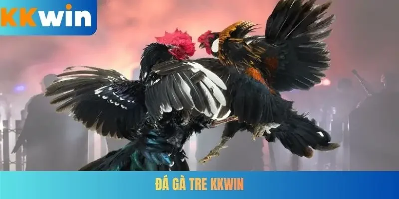 Đá gà tre KKWIN