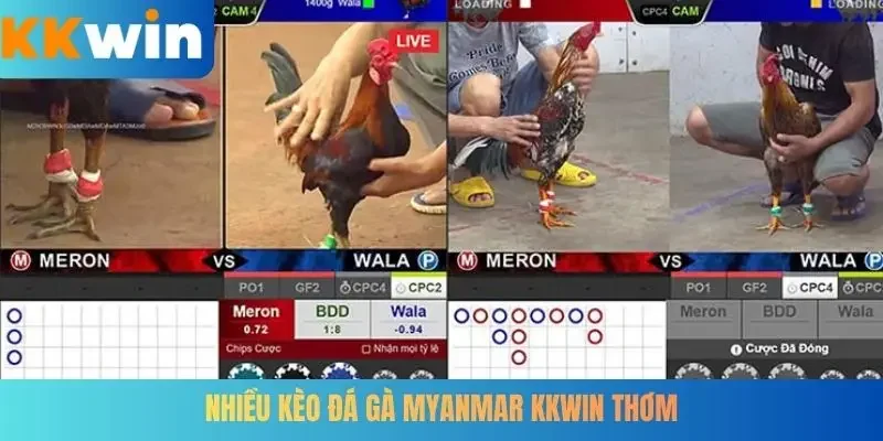 Nhiều kèo đá gà Myanmar KKWIN thơm