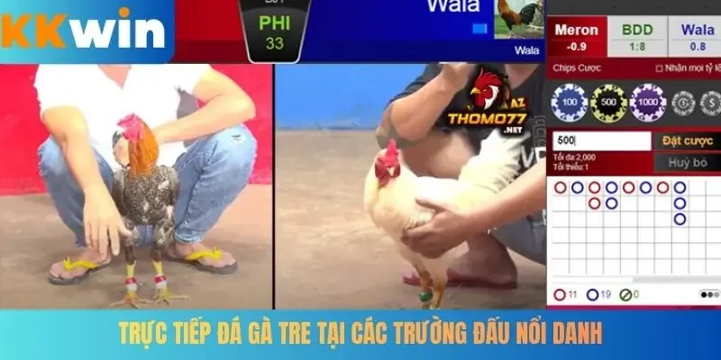 Trực tiếp đá gà tre tại các trường đấu nổi danh